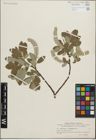 Foto von Salix glauca L.